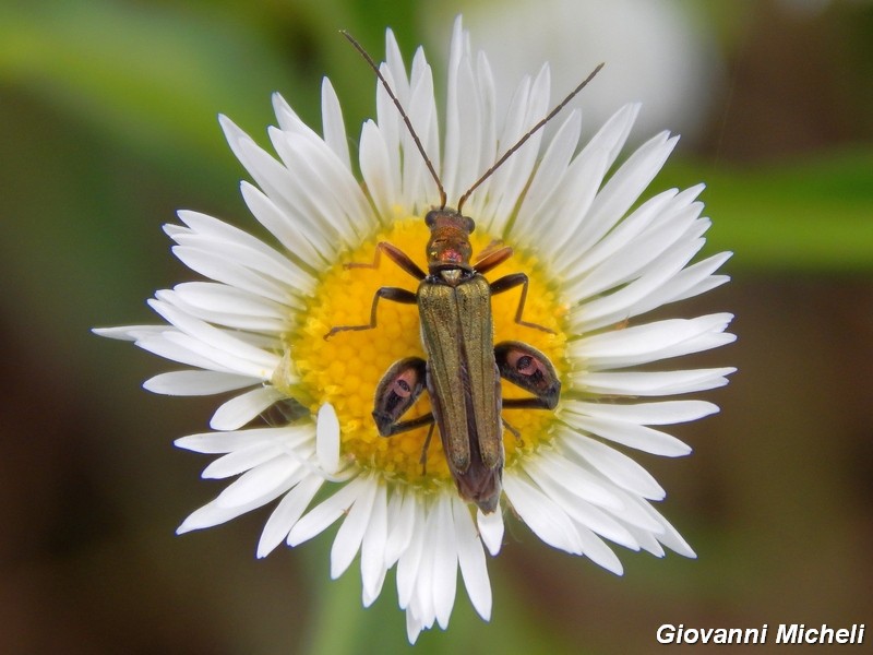 Oedemera flavipes